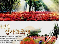26년9/20(일)용천사 불갑사 상사화축제 연..