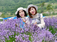 6/16(화) 라벤더 무릉별유..