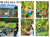 7월 23일 - 옥수수 따기(..