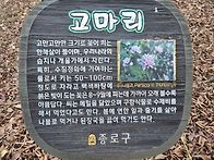 부암동 돌아보기(11월23..