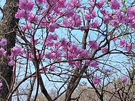 4월 관악산 도란도란 길