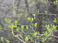 사월, 베르테르를 꿈꾼 하..