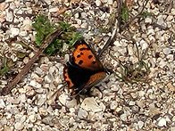 작은주홍부전나비