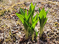 깽깽이풀과 박새 ..