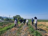 삼현교회 양파캐기(2026..