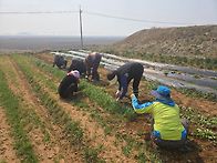 봄 상추/시금치밭 풀메기