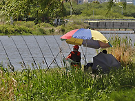 몽실몽실ㅡ공조팝/이팝나무..