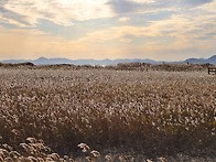 아름다운 낭만ㅡ갈대밭의 ..
