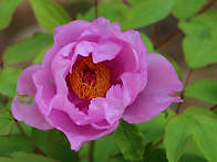 부귀 영화ㅡ품위의 모란(..