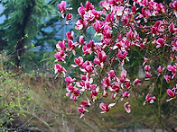 자연애 숭고한 사랑ㅡ자목..