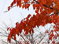 초겨울 산책ㅡ힐링하기 좋..