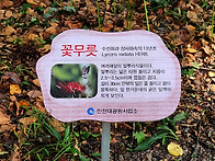 꽃무릇
