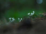 호자덩굴