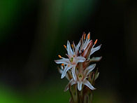 그녀와 칠보치마 ..