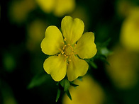 그녀와 가락지나물..