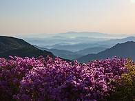 산과 꽃
