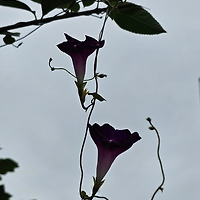 멤버십 가입 혜택 작가 프로필