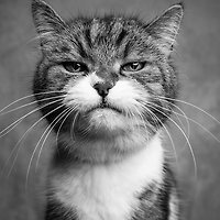 멤버십 가입 혜택 작가 프로필