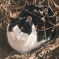 멤버십 가입 혜택 작가 프로필