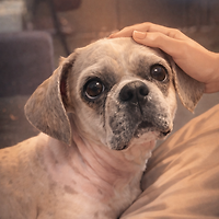 멤버십 가입 혜택 작가 프로필