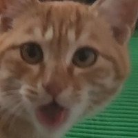 온라인 카지노 게임