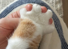 나도 고양이 발가락에 이르케