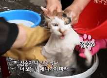 냥빨 당하던 고양이 근황