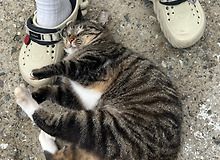 길가다가 모르는 고양이 덫에 걸린 사람