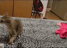 고양이 재채기.gif