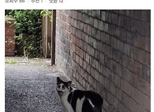살면서 본 고양이 중에 제일 못생김