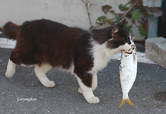 까마귀에게 생선 빼앗긴 고양이