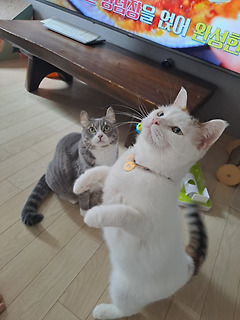 고양이도 두 발로 서는데 