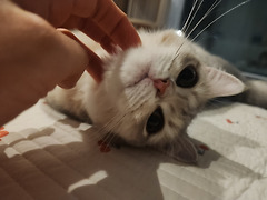 내고양이의 다정함.