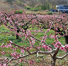 복숭아나무는 집에 안 심는대요
