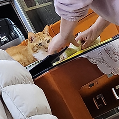 고양이도 타이밍을 봅니다.&nbsp;