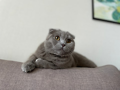 고양이의 서열 정리