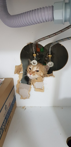 누가 고양이 집에서 잠만 잔댔냐?