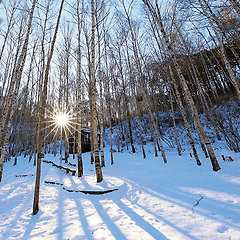 겨울나무는 울지 않는다 ― 버림으로써 얻는 것 썸네일