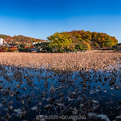 풍경은 완성됐지만 서사는 비어 있는 정원, 김천 연화지 썸네일