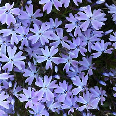 꽃 한 송이  썸네일