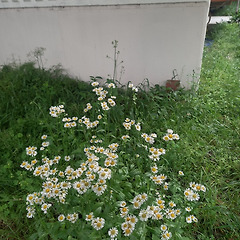 개망초가 퍼트린 소문 썸네일