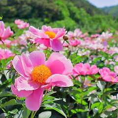 신대문자 썸네일