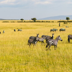 얼룩말은 위궤양에 걸리지 않는다. 썸네일