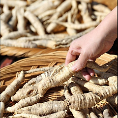 간장까지 향기로운 더덕장아찌 썸네일