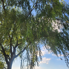 10월의 백련지에서 썸네일