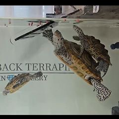 1분 내로 웃게 해주는 오늘의 범인 썸네일