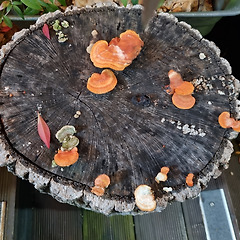 암환자가 암에 좋은 버섯을 먹는 건 치유가 아닌 도박 썸네일