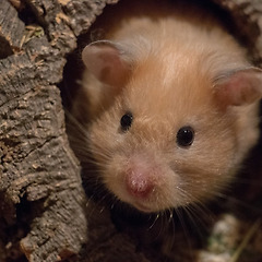 상식 - 외국어 어원 2 썸네일