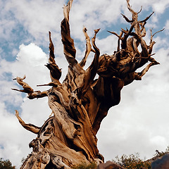 상식 - 식물 2 썸네일