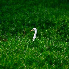 마지막 질문: 내 생각은 나의 것인가? 썸네일